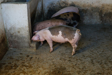 Pig on stall at farm. Piglets breeding looking curious, facing camera. Small piggy in stockyard....