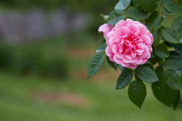beautiful pink roses close up