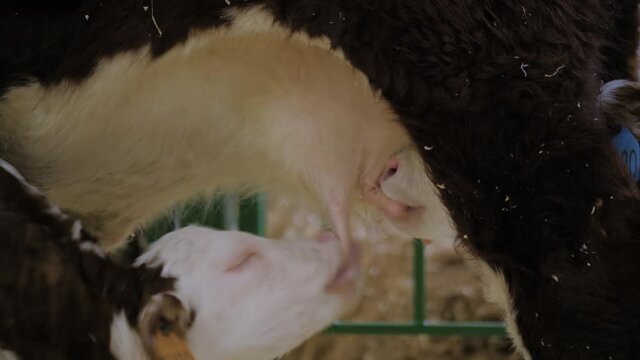 Two cute brown and white calves drinking milk from mother cow udder in stable at agricultural animal exhibition, cattle farm - close up side view. Farming, suckling, feeding, agriculture concept