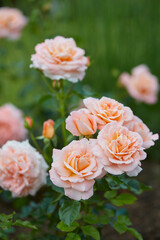 beautiful pink roses close up