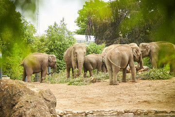 Group of elephants in a zoo