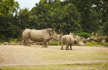 Naklejka premium Two gray rhinoceros walking in the zoo.