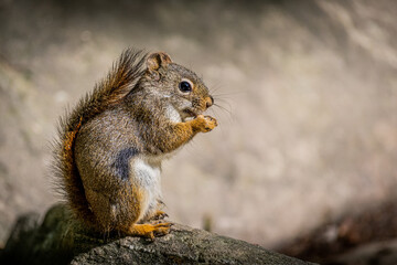 Squirrel eating on a rock