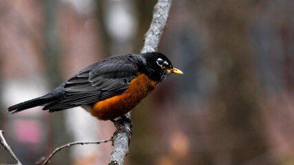 American robin on a tree branch