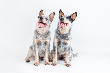 Two cute blue heeler puppies sitting isolated on white background. Australian cattle dogs pet portrait