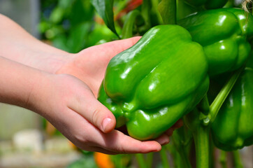 Pepper crop, woman, girl, child, man, fermer picks green pepper in the greenhouse, hands with pepper, close-up