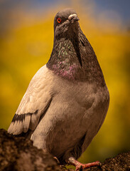 pigeon on the rocks