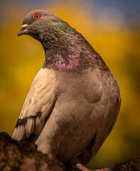 pigeon on the rock