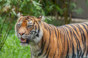 Tiger stares intently with mouth open and fang in display