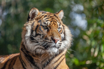 Tiger stares to the side