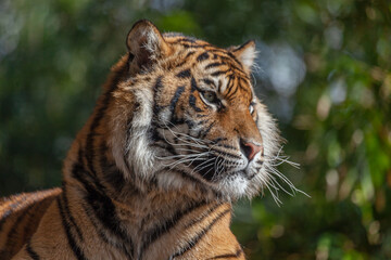 Tiger whiskers shine in the sun while it looks to the side