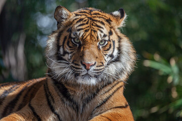 Tiger stares at the viewer