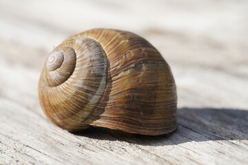 Makroaufnahme Weinbergschnecke