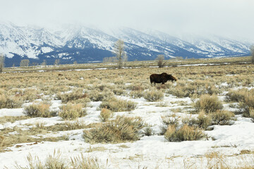 Moose Jackson Hole Grand Teton National Park Wyoming Wildlife