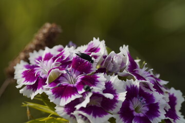 Makroaufnahme Käufer auf Blüten