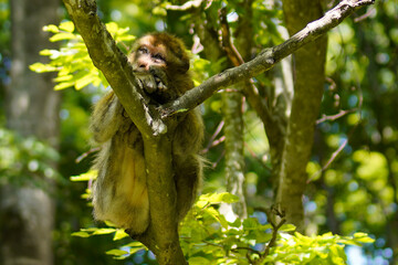 Affe liegt verträumt auf einem Baum