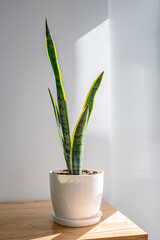 Close-up Of Potted Plant On Table Against Wall