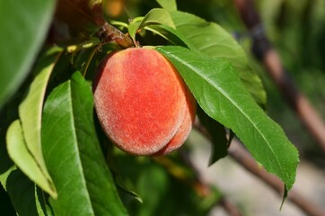 Close-up of ripe juicy peach on a branch with green leaves. Concept of organic gardening.