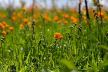 field of poppies