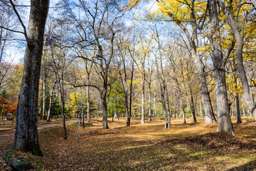 Naklejka premium 黄葉の葉に埋もれた秋の公園 