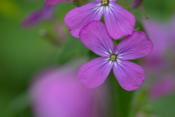 ムラサキナズナのクローズアップ
