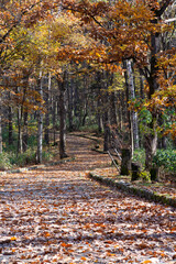 Fototapeta na wymiar 落ち葉に埋もれた晩秋の公園の道 