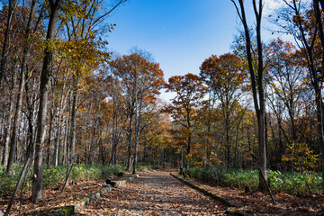 落ち葉に埋もれた晩秋の公園の道

