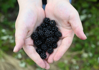 Large bunch of fresh picked wild blackberries in girl's hands right after picking above green and white background