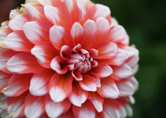 Macro salmon and white dahlia flower close up with tight center and two tone petals