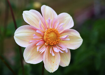 Light yellow flower with smaller pink petals and orange center in full bloom
