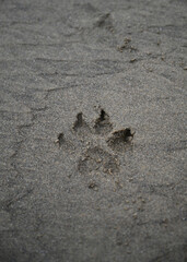Dog paw print in sand on the beach near the ocean with texture in the sand