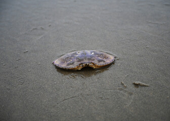 Fototapeta na wymiar Purple crab shell in the sand by the ocean on the beach with textured sand