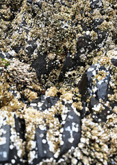 Yellow and white mussels growing on black rock on the beach near the ocean in the ocean by the water