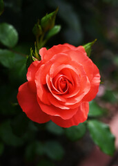 Red rose in bloom with ruffled petals and green leaves