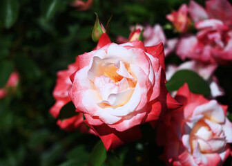 Dark pink, almost red rose with bright white center in full sun in front of more roses