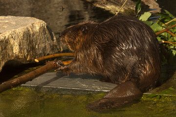The Eurasian beaver (Castor fiber). © Elena