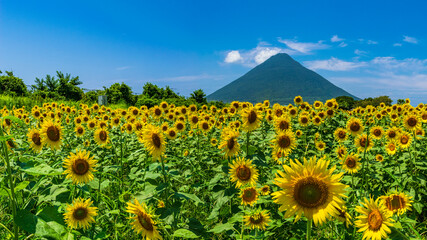 西大山駅のひまわり畑と開聞岳：鹿児島県指宿市にある西大山駅はJR日本最南端の駅として知られる