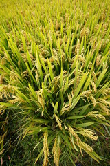 The autumn rice fields