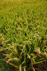 The autumn rice fields