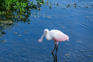 Roseate Spoonbill