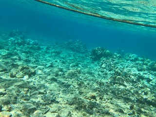 Underwater recordings in Aqaba Jordan Coral with colored fish