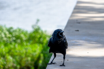 Open Mouth Black Bird