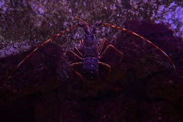Spiny lobster, langouste, rock lobster (Palinurus elephas).