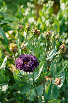 Roseanne Black Lisianthus flower growing outdoors.