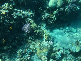 Underwater recordings in Aqaba Jordan Coral with colored fish