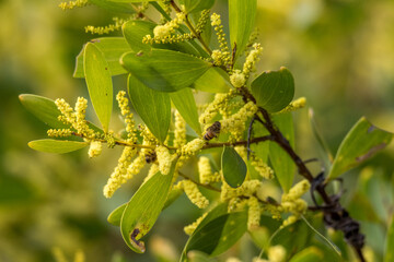 Yellow wattle and honey bee