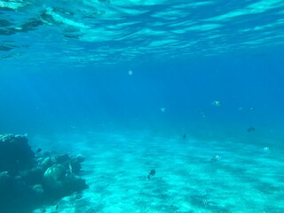 Fototapeta na wymiar Underwater recordings in Aqaba Jordan Coral with colored fish