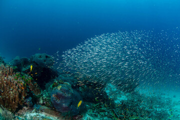 Sea life in Thailand 