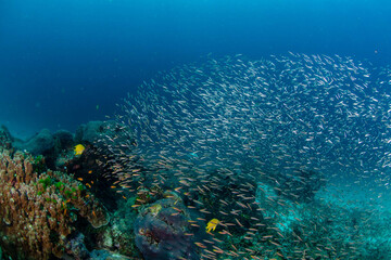 Naklejka na ściany i meble Sea life in Thailand 