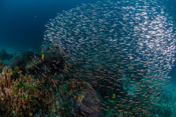 Naklejka na ściany i meble Sea life in Thailand 